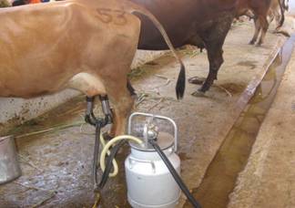 cattle_machinemilking